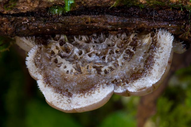 Auricularia mesenterica (Torre Alfina - VT)